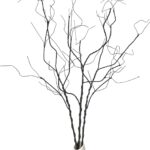 The willow stem